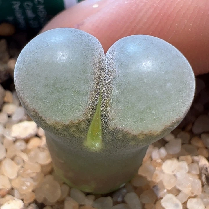 90。 优选四年母本超白窗b23.