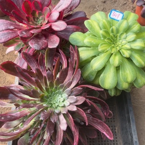 848多肉植物组合