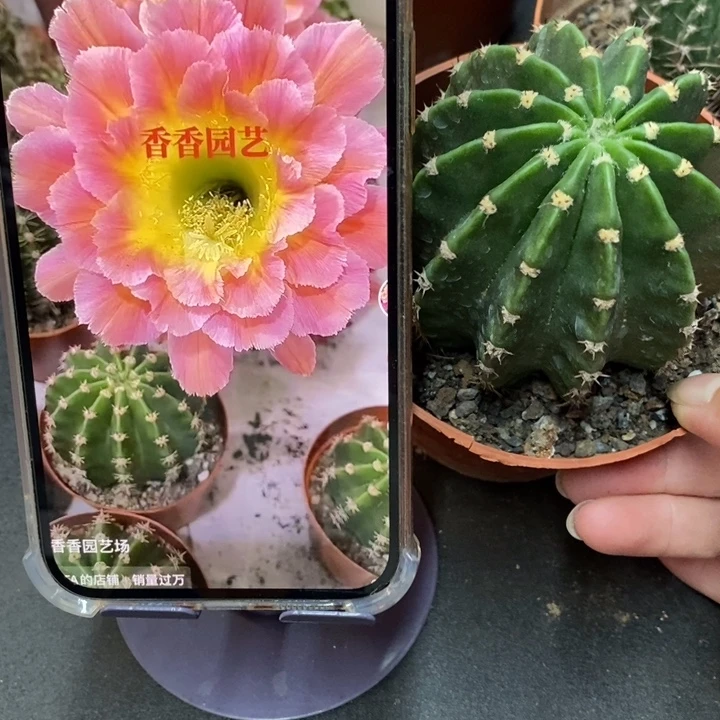 香香星火7公分左右