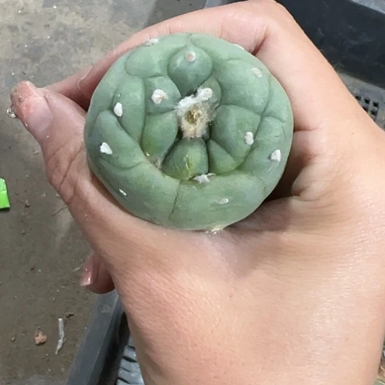 廖*生实生草球567888