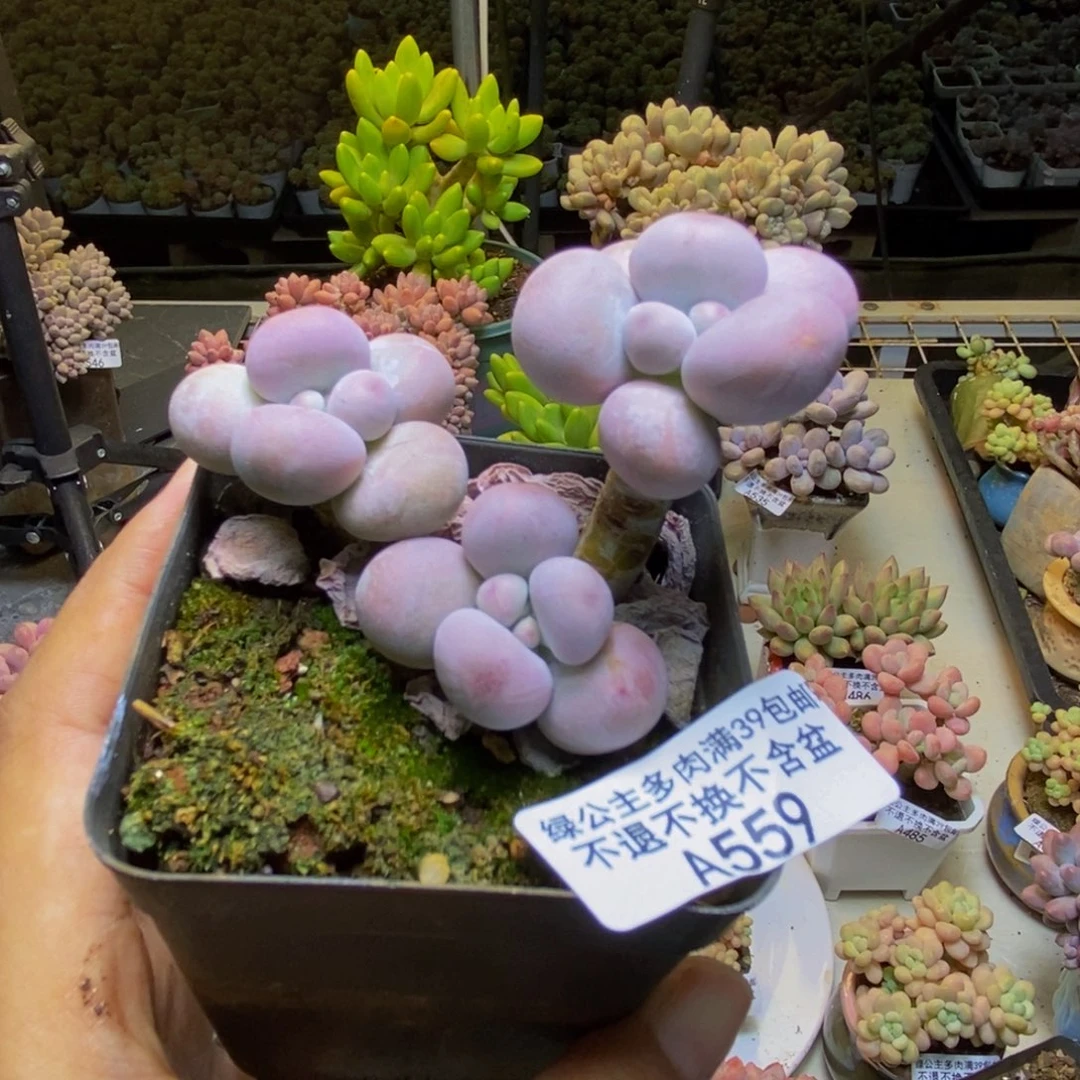 559芭比奶多肉7cm