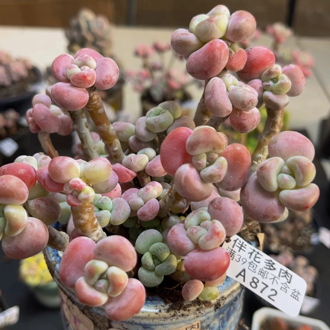 872/12cm腰子洛神多肉植物