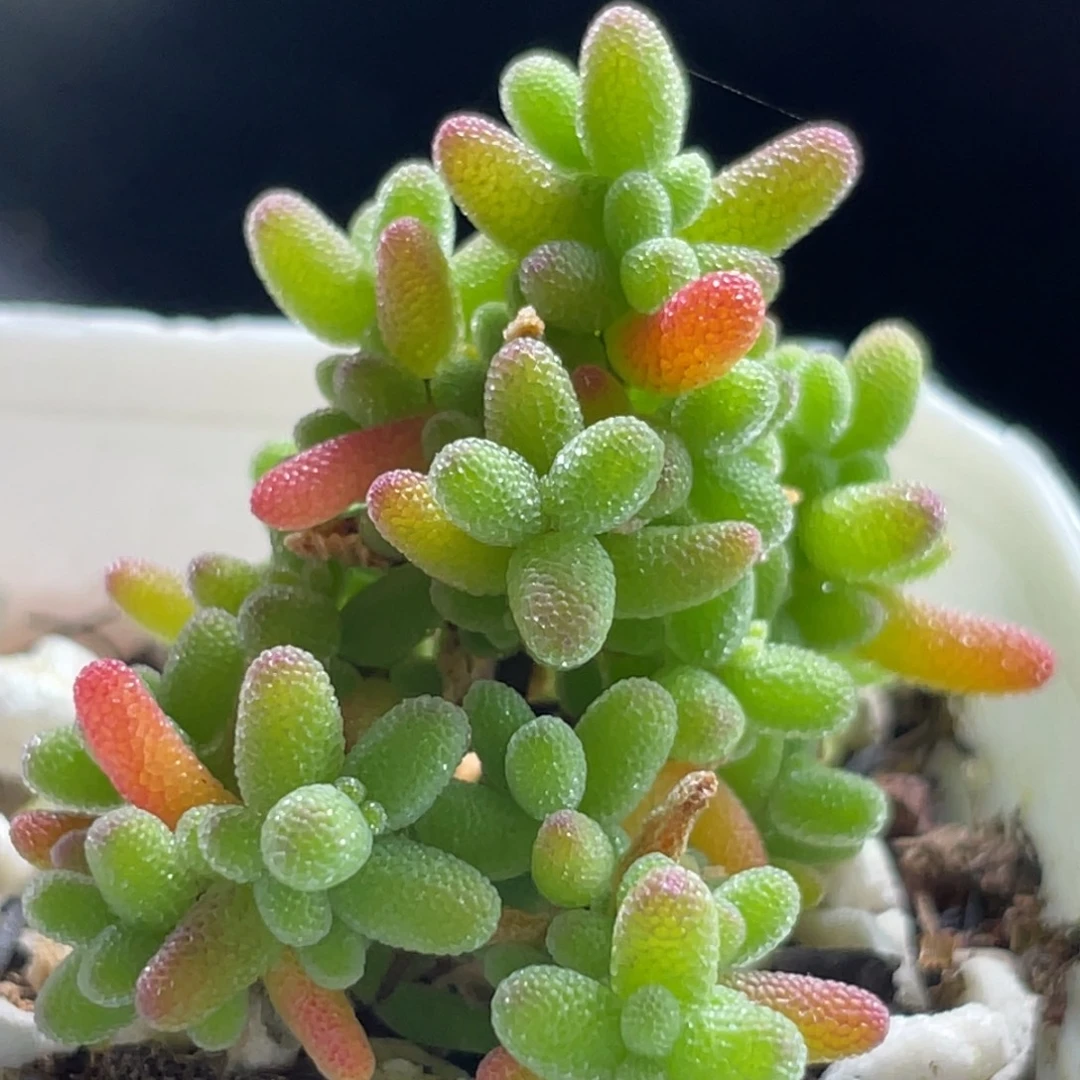 精选枝干一物一拍～2号