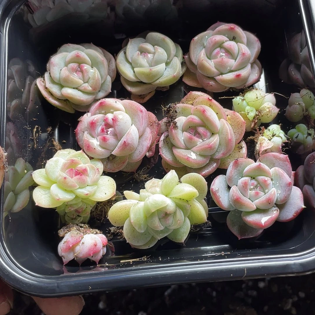 遥遥领先一物一拍024