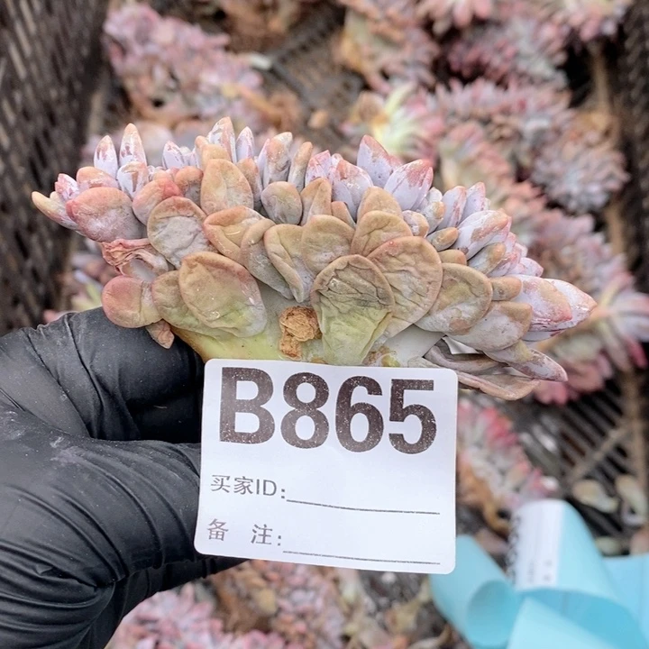****芽865 粉兔缀哇哇哇