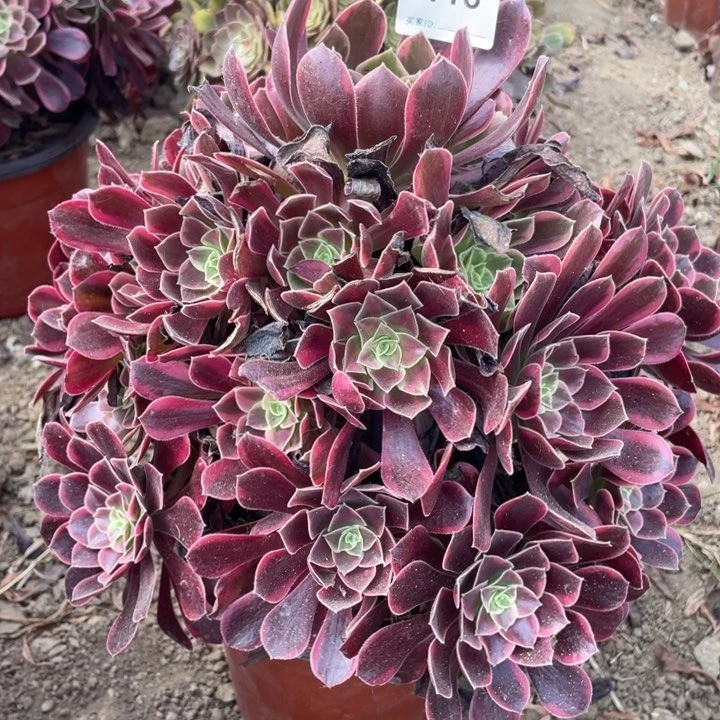 林***丽无花朵118多肉植物金丝雀