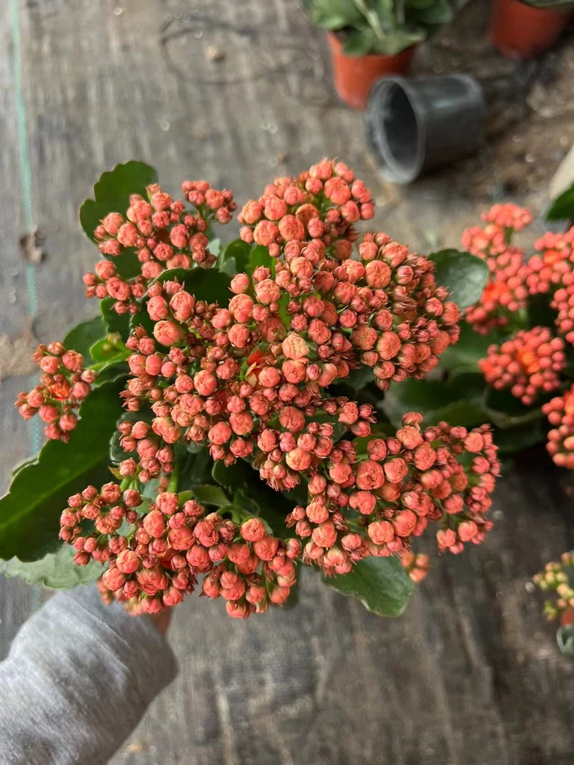 【罗马假日】~稀有品种 大花苞