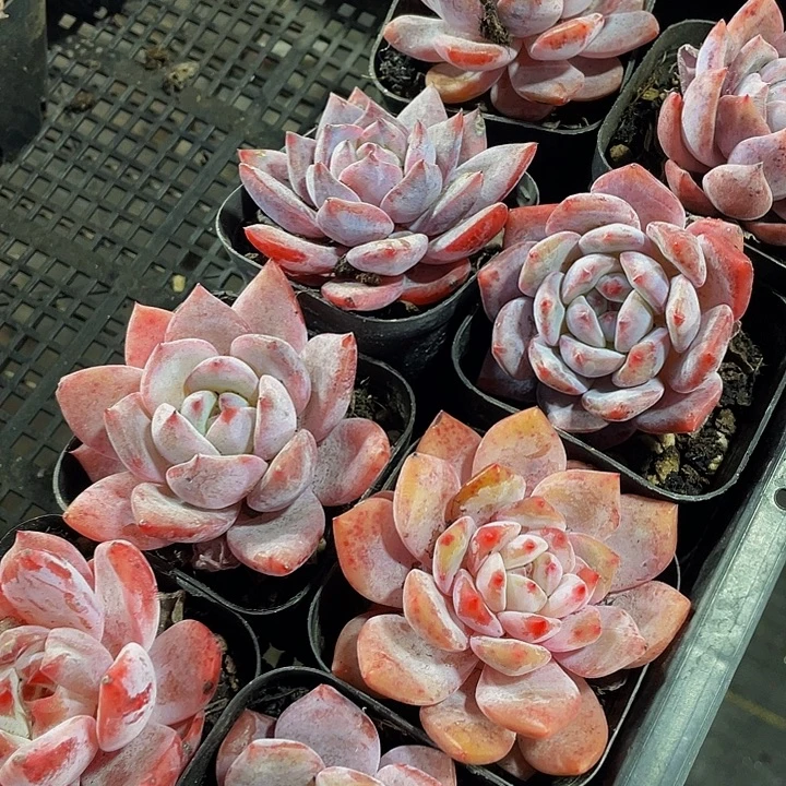 紫雾2.8带盆土发货