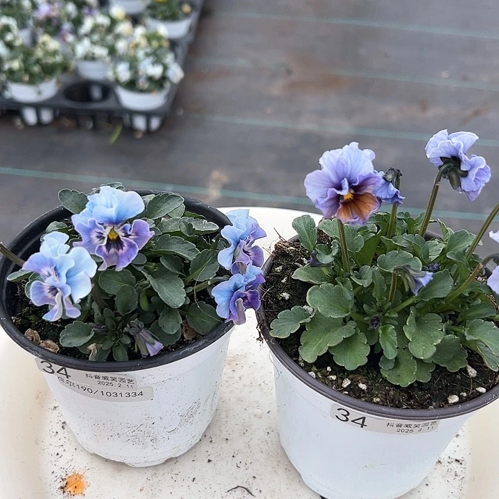 水晶抖音直播闪拍34