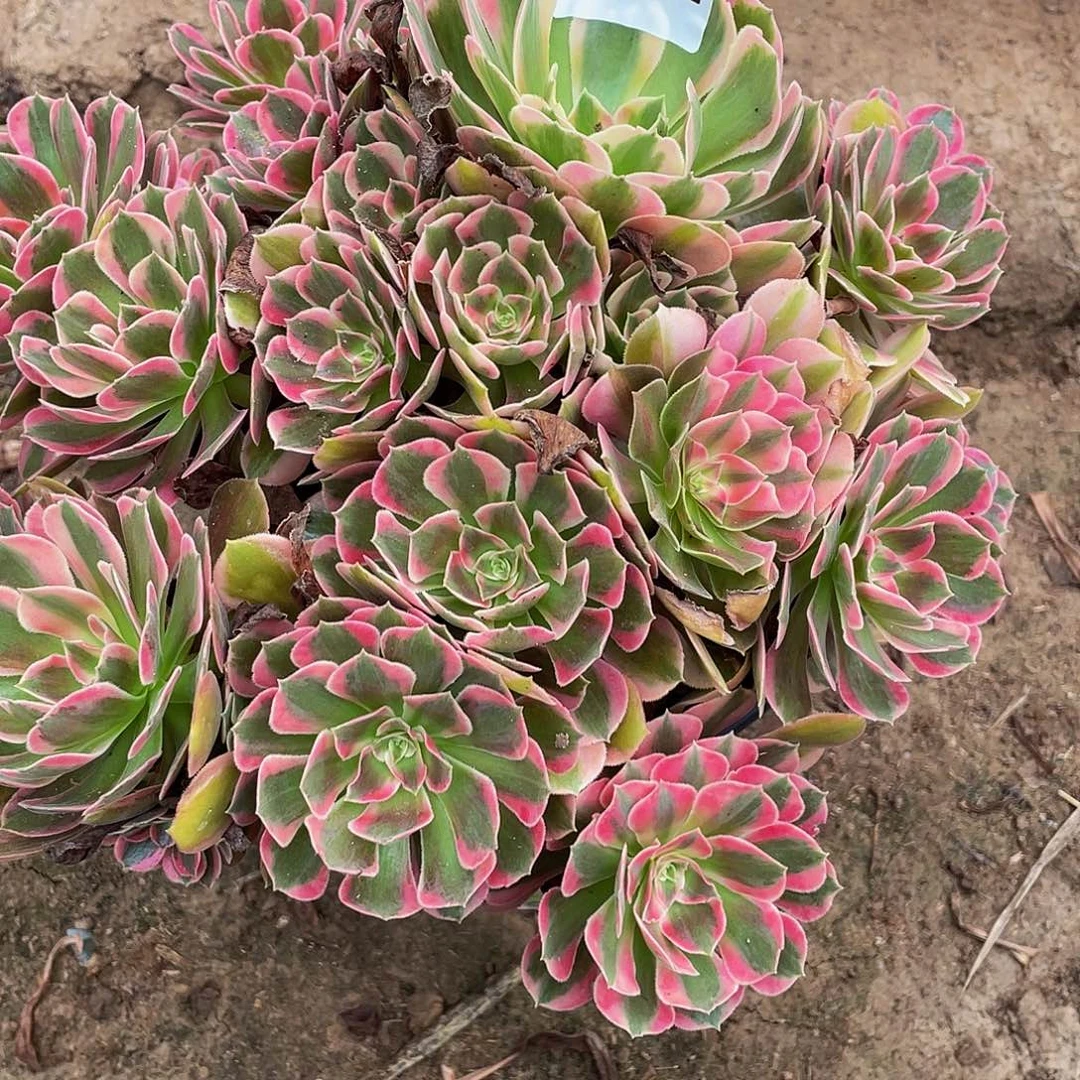 多肉法师484号花样发货不包损