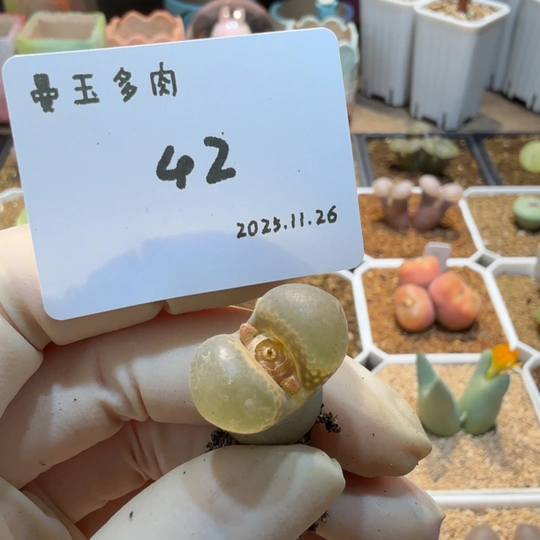 x***.多肉多肉多肉11.26-042黑眼豆豆