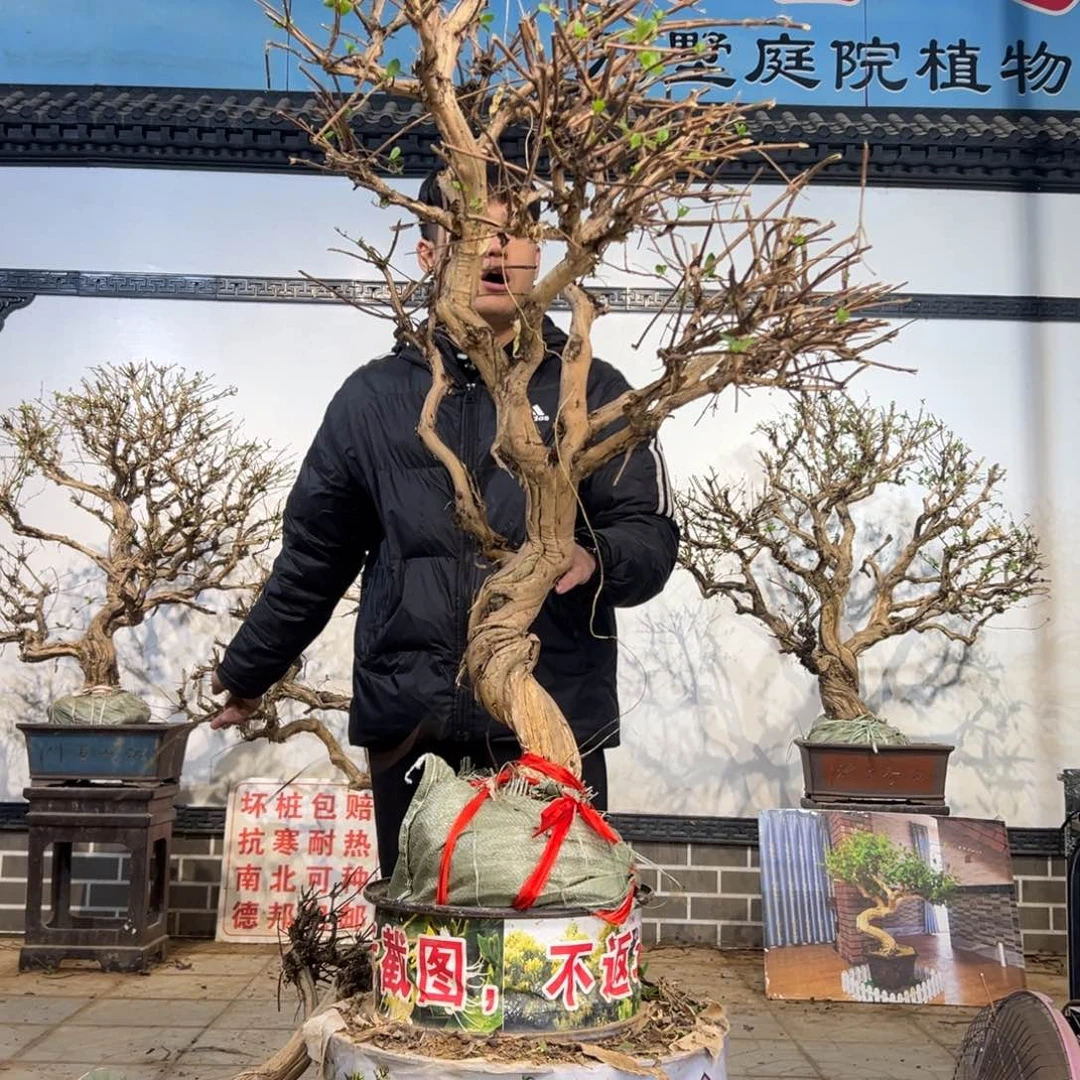 无花朵金银花开花66558589988