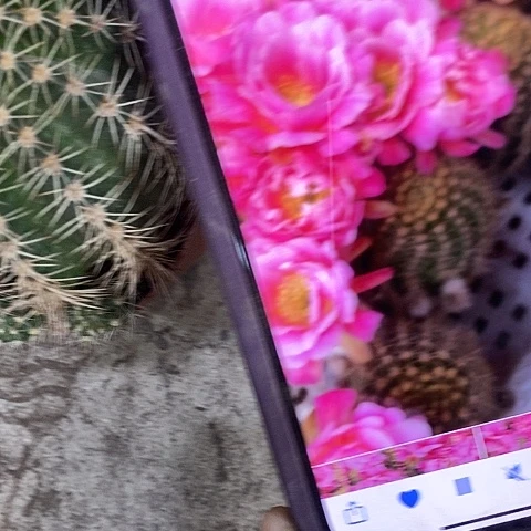 丘比特仙人球，246899