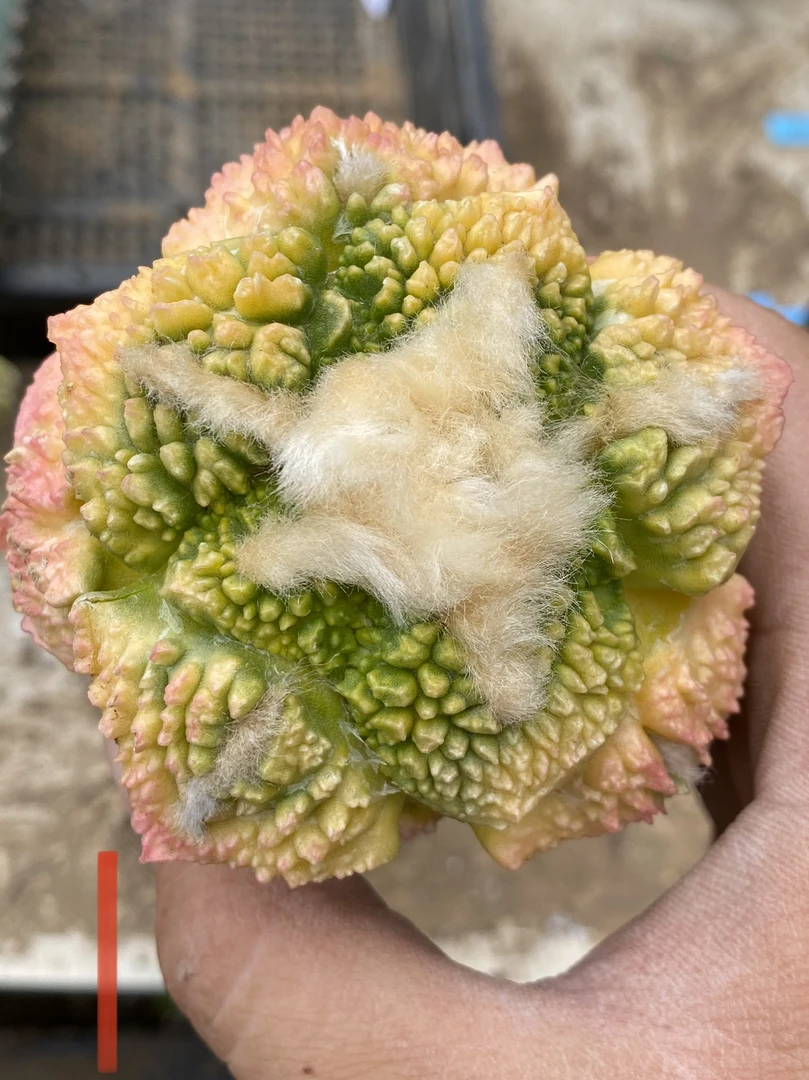 苗接哥斯拉牡丹锦仙人球