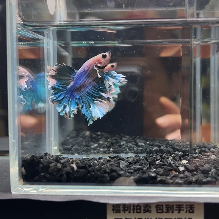 斗鱼竞拍跑单4日91