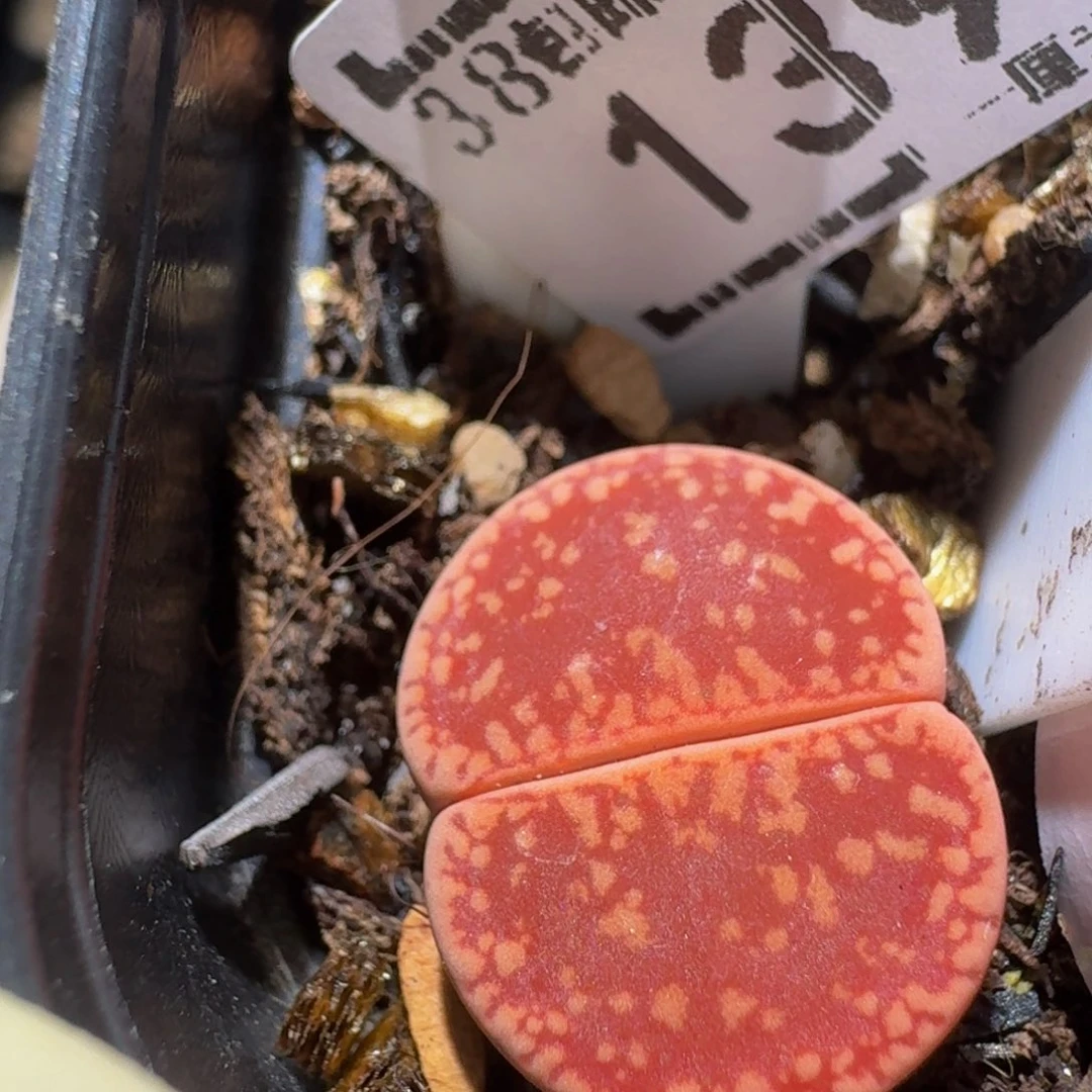 zzzz生石花肉锥1398锦