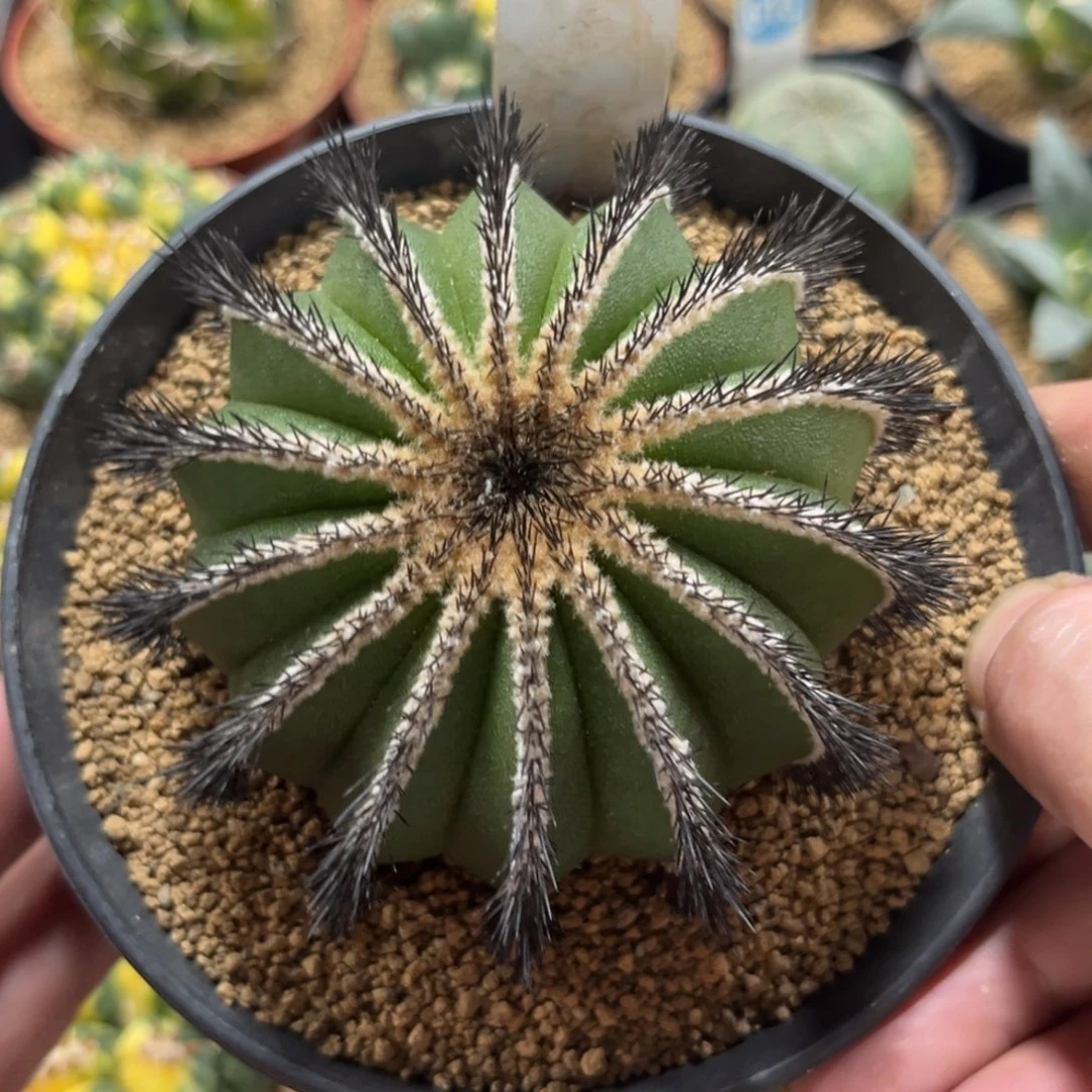 692自根尤伯球带盆带土发货