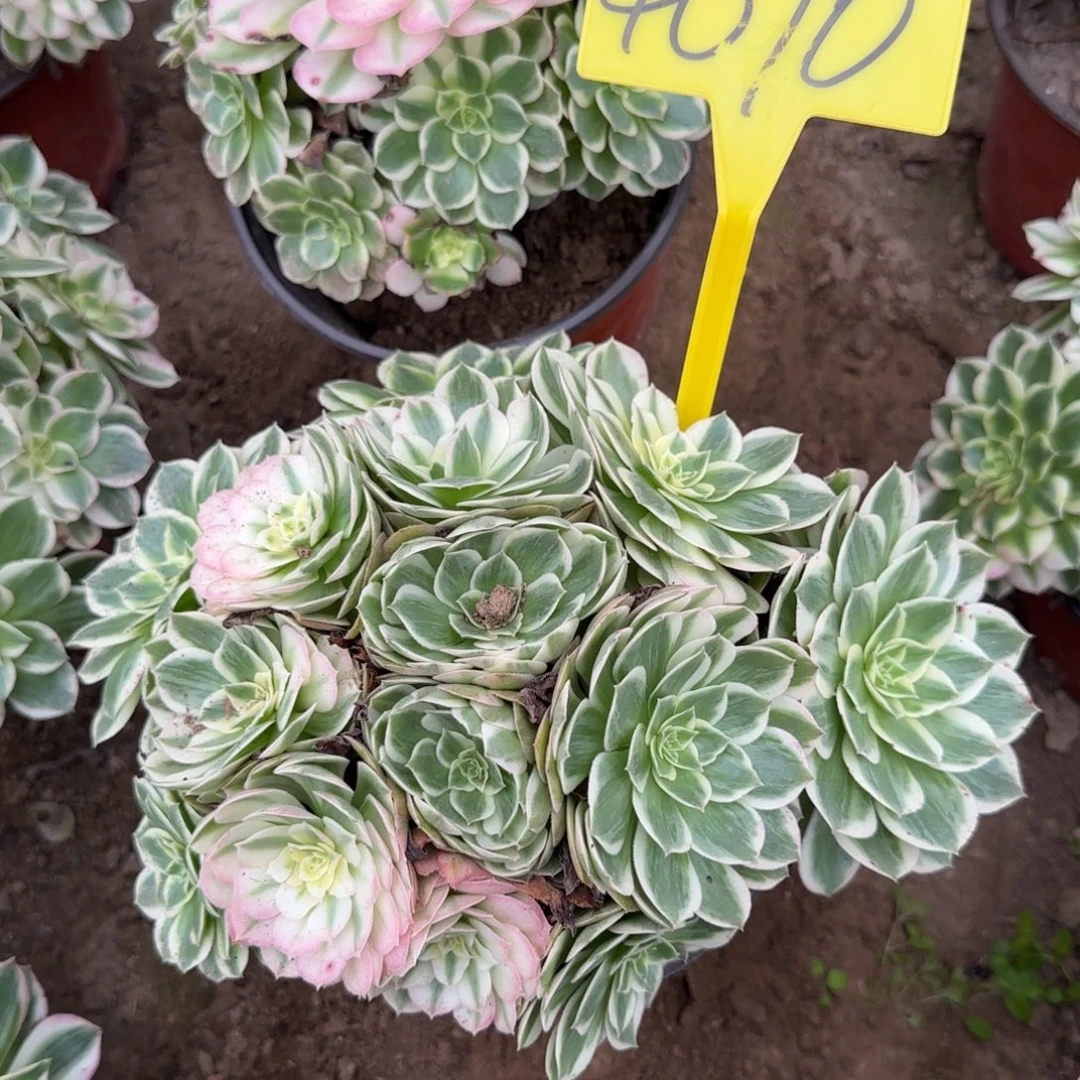余***己4070---海王多肉植物大战
