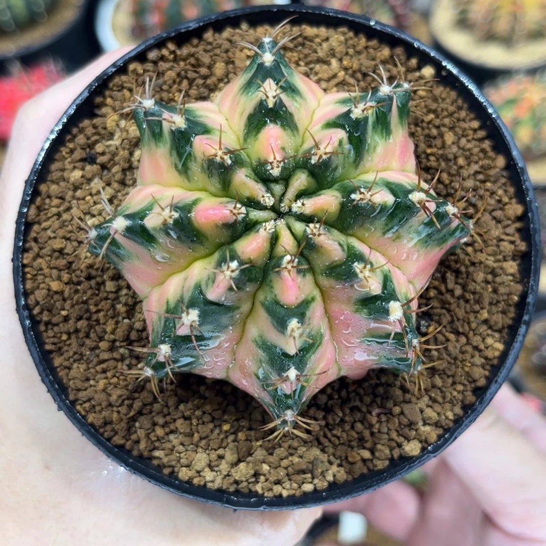 月球半径—————————