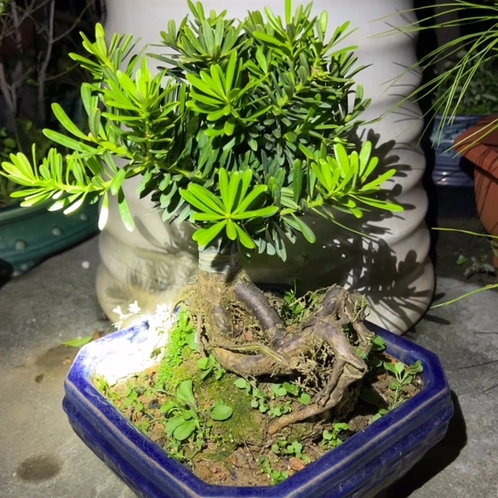 无花朵台湾金钻罗汉松