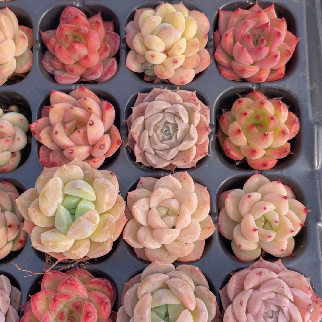 7颗小杂交多肉9.9包邮发货