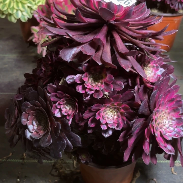 瑞妈一物一拍926有断枝。