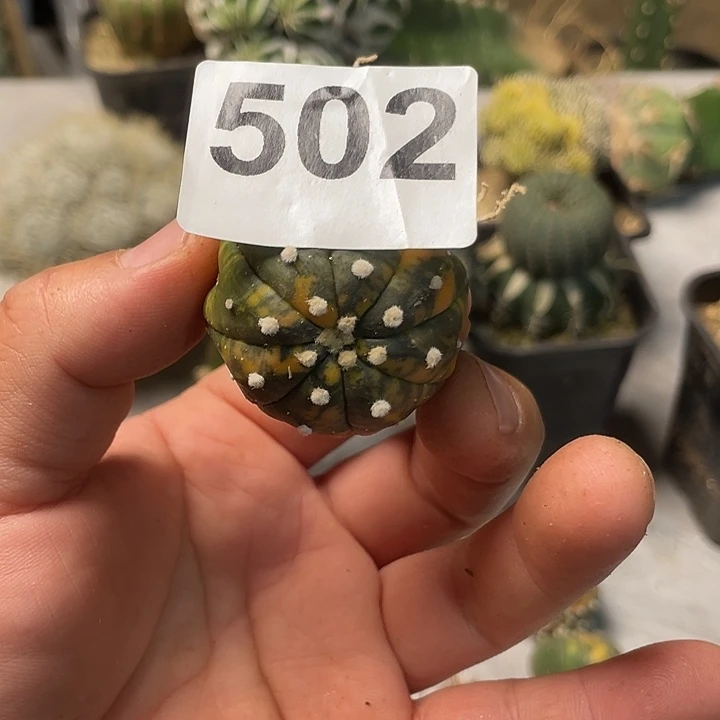 完全开放502指纹海星一个