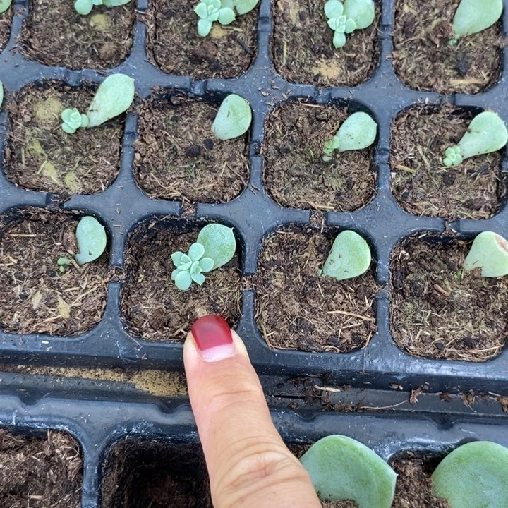 荔枝芽苗一个多肉