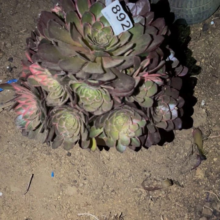 892唐三彩多肉植物