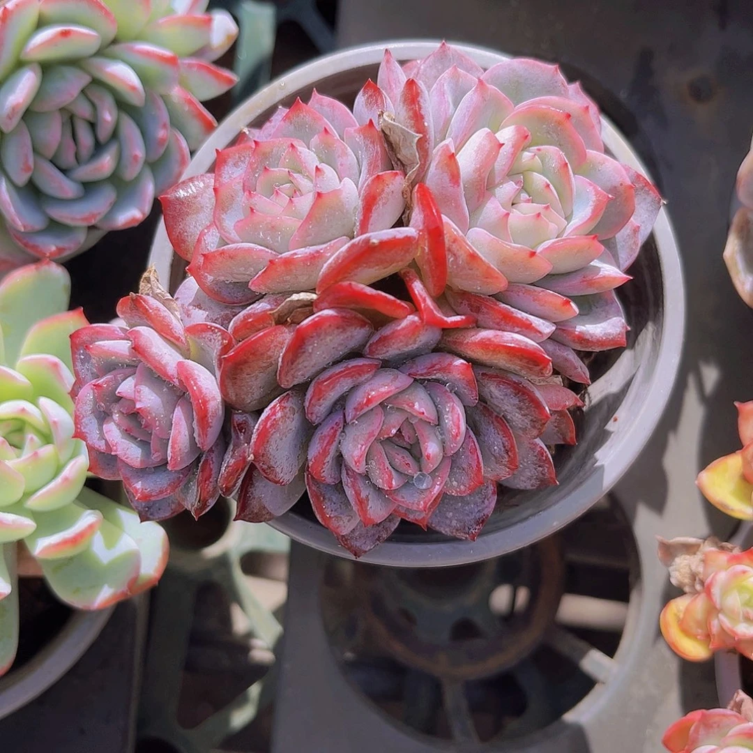 粉月影10公分989888888。