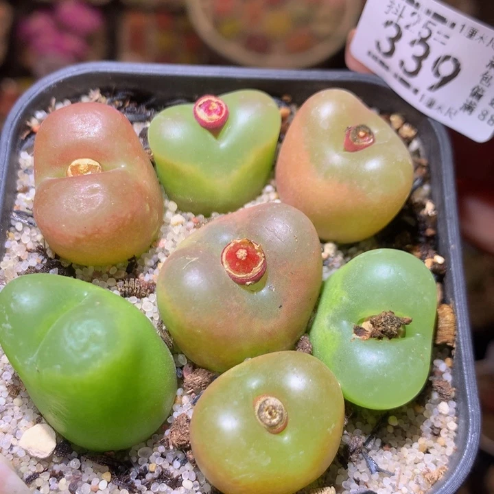 精品生石花25.339