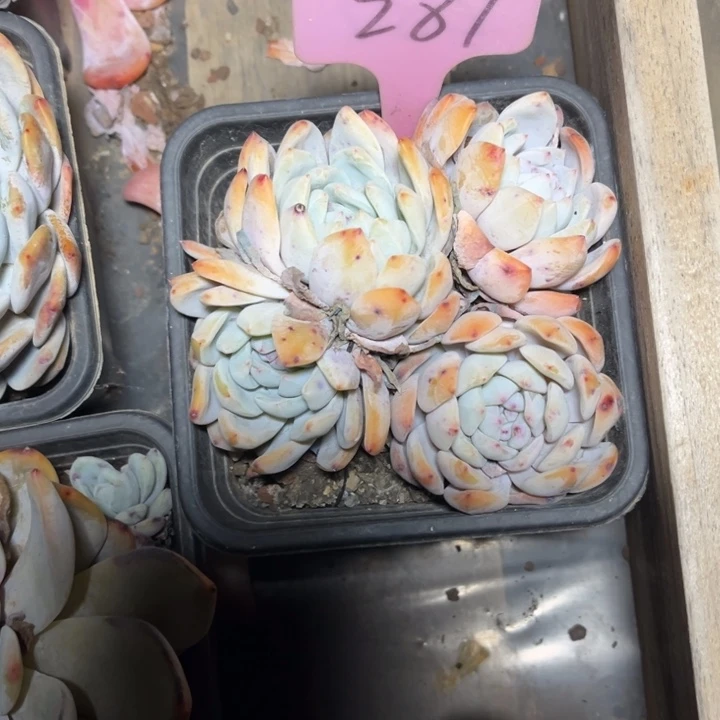 橙梦露多肉植物287