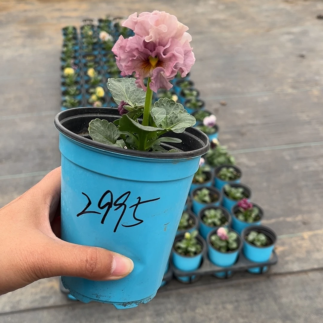 大部分花苞少量开放2995