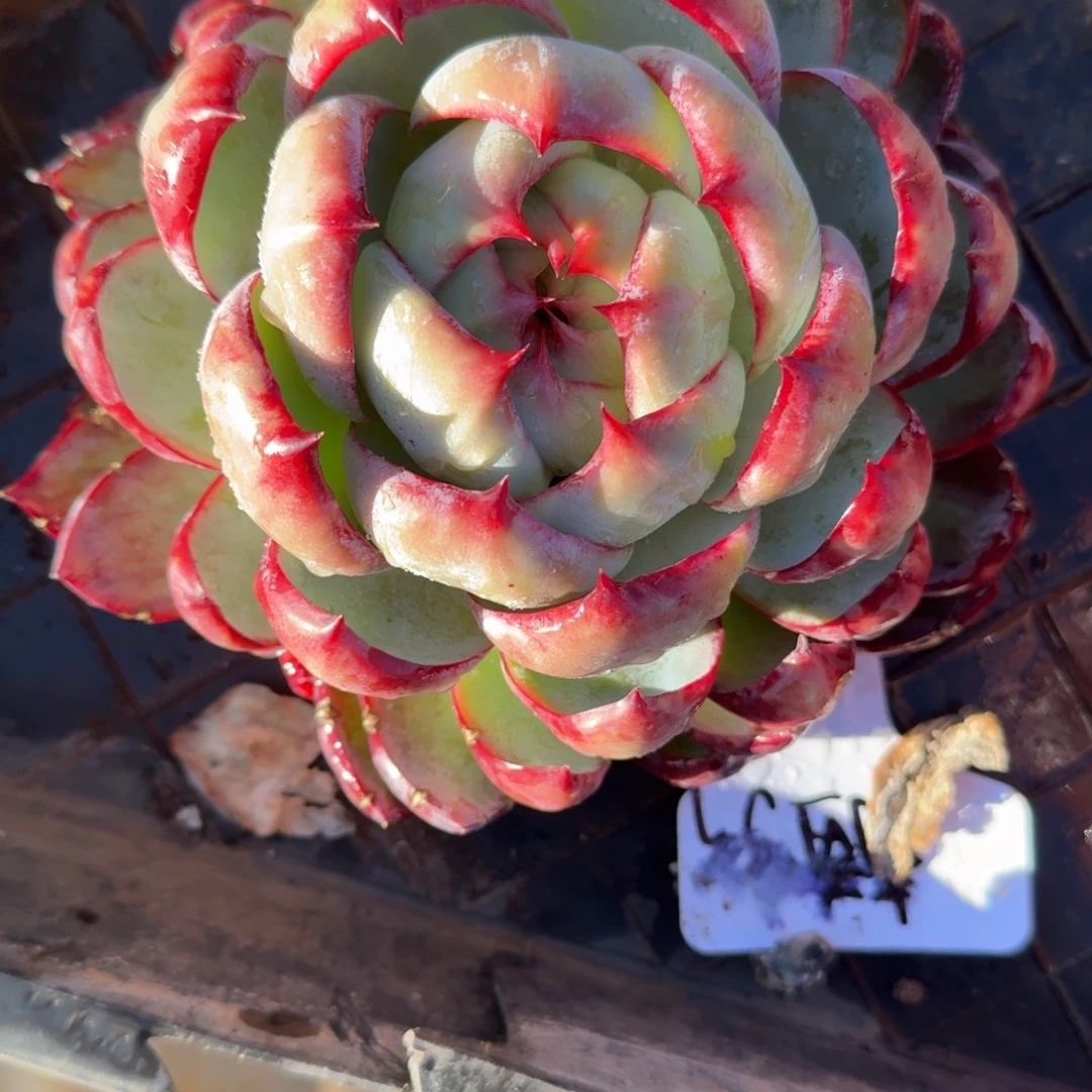 寳***钰无花朵肉肉肉肉肉肉肉肉