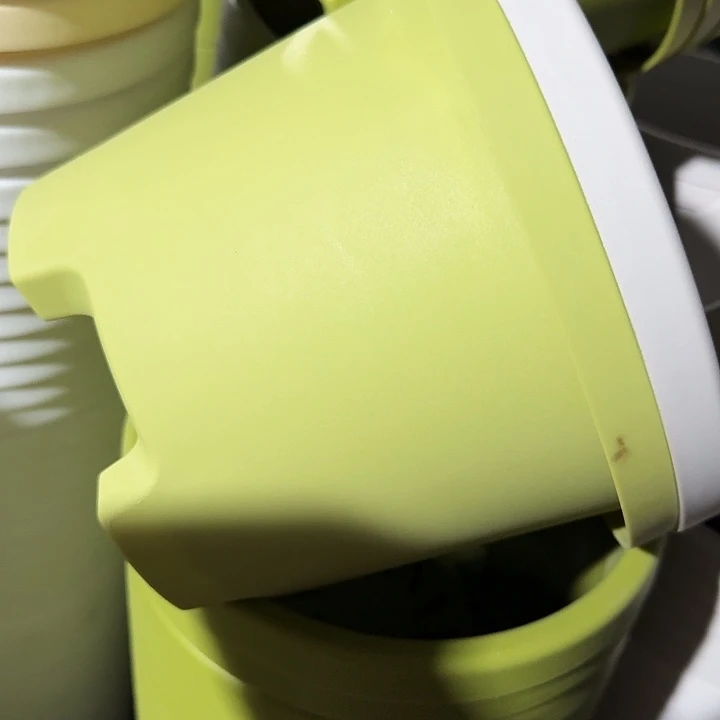 球根2号果绿无托10个