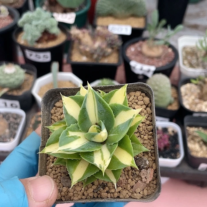 808龙舌兰黄中斑植物