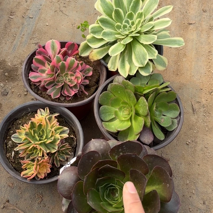 5颗多肉法师2419