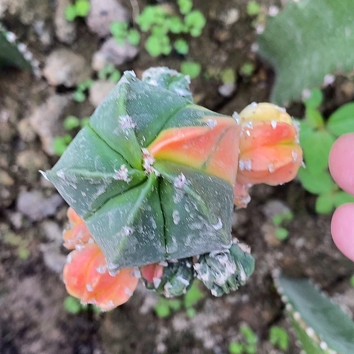 三角苗接鸾凤玉锦群