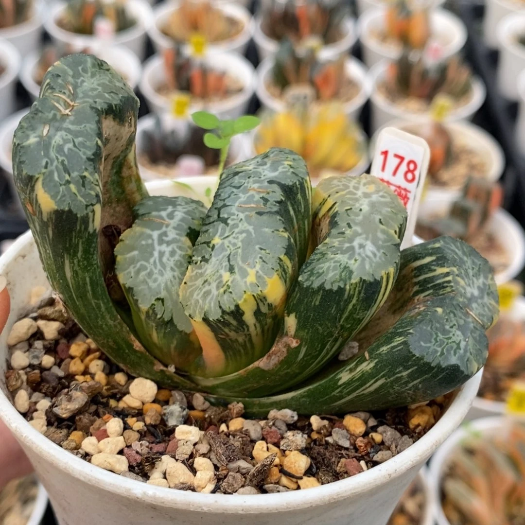 178号北斋锦多肉植物