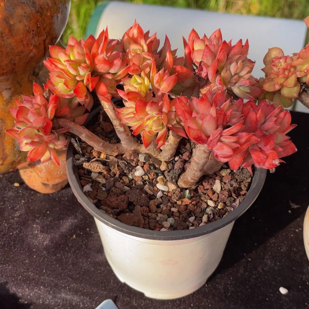 绮罗仙子多肉植物盆栽多肉