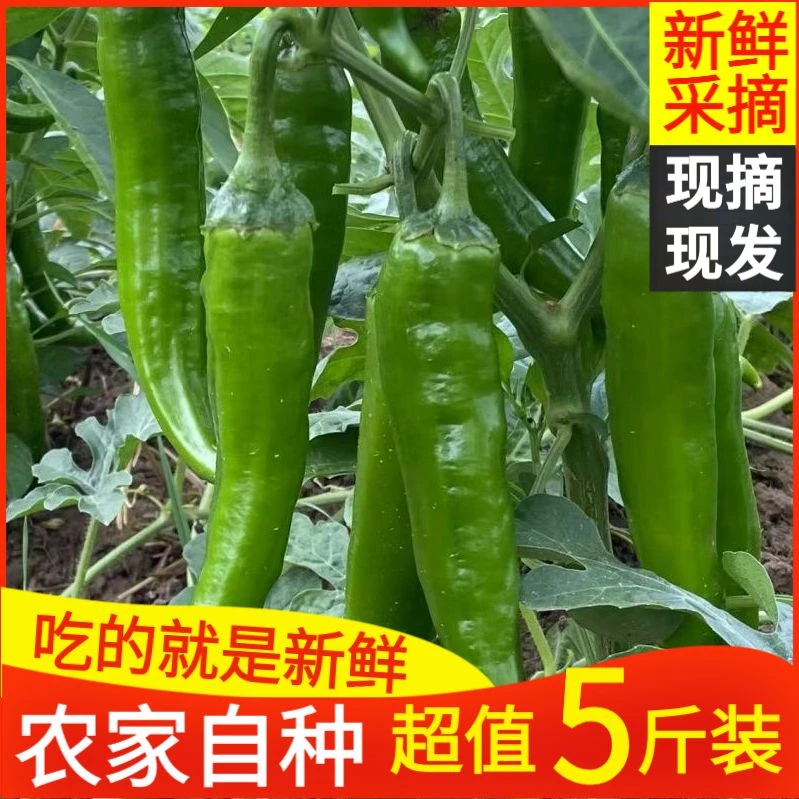 【农家自种】5斤薄皮青椒牛角椒现摘现发新鲜腌制自种蔬菜批发