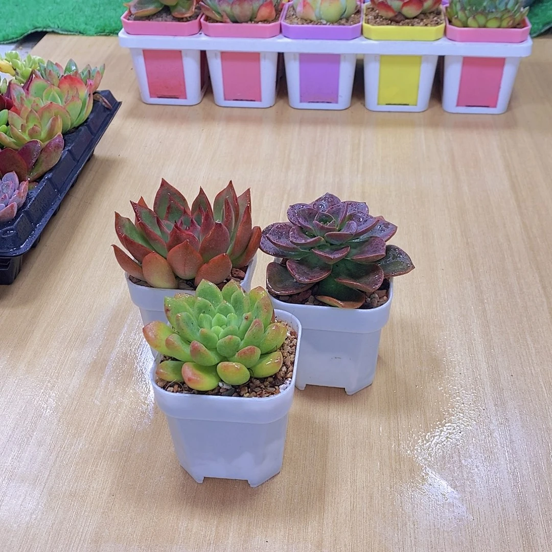 无花朵巧克力方砖野马东云香奈尔送盆土