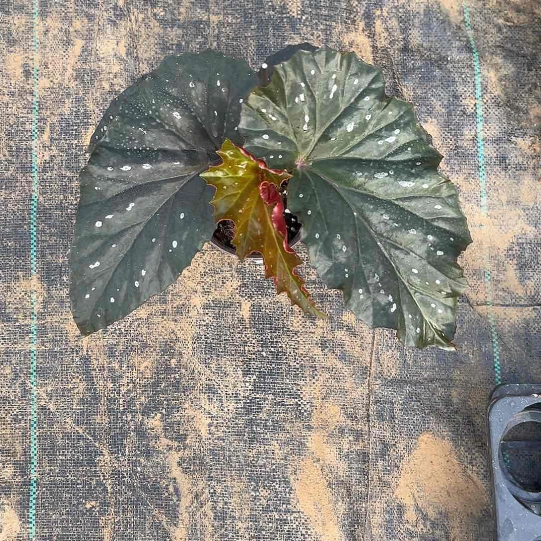 不开花植物勃肯帝