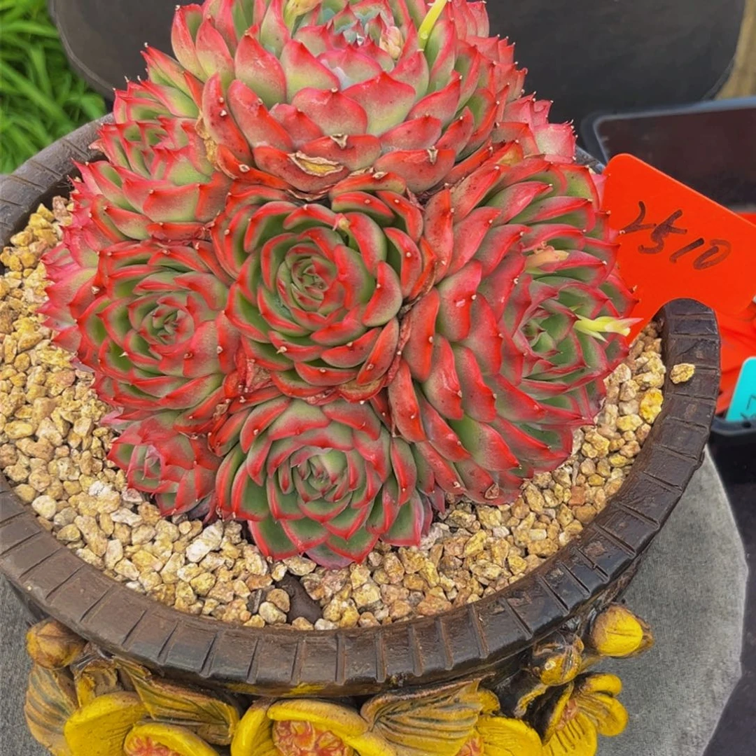 2510下午多肉植物群生