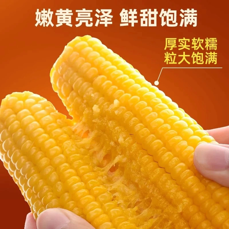黄糯玉米东北真空包装220-320g