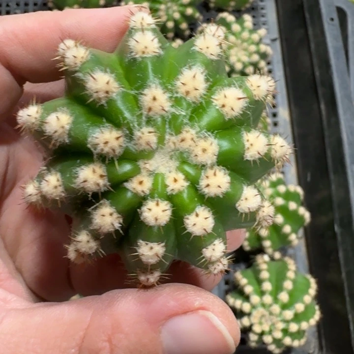 270毛诺尔斯歪无根侧牙5公分左右，20包邮