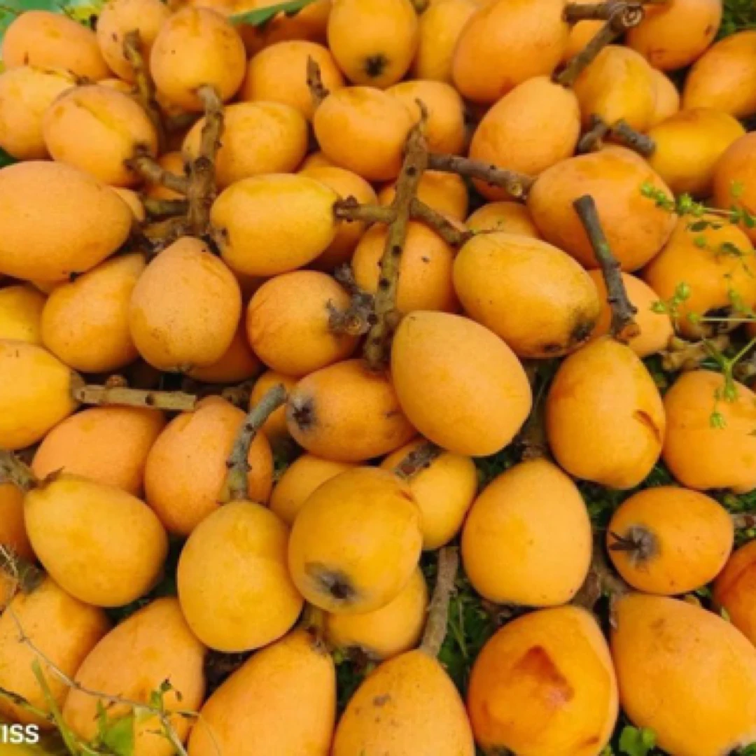 四川大凉山高山丑枇杷3斤（光果，果面微花、好吃）