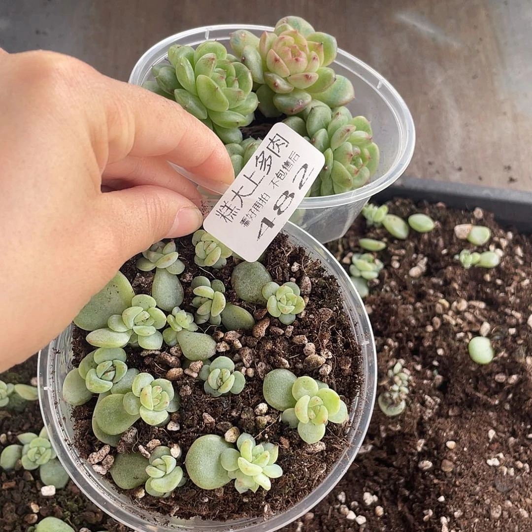 δ***δ糕大上多肉植物482