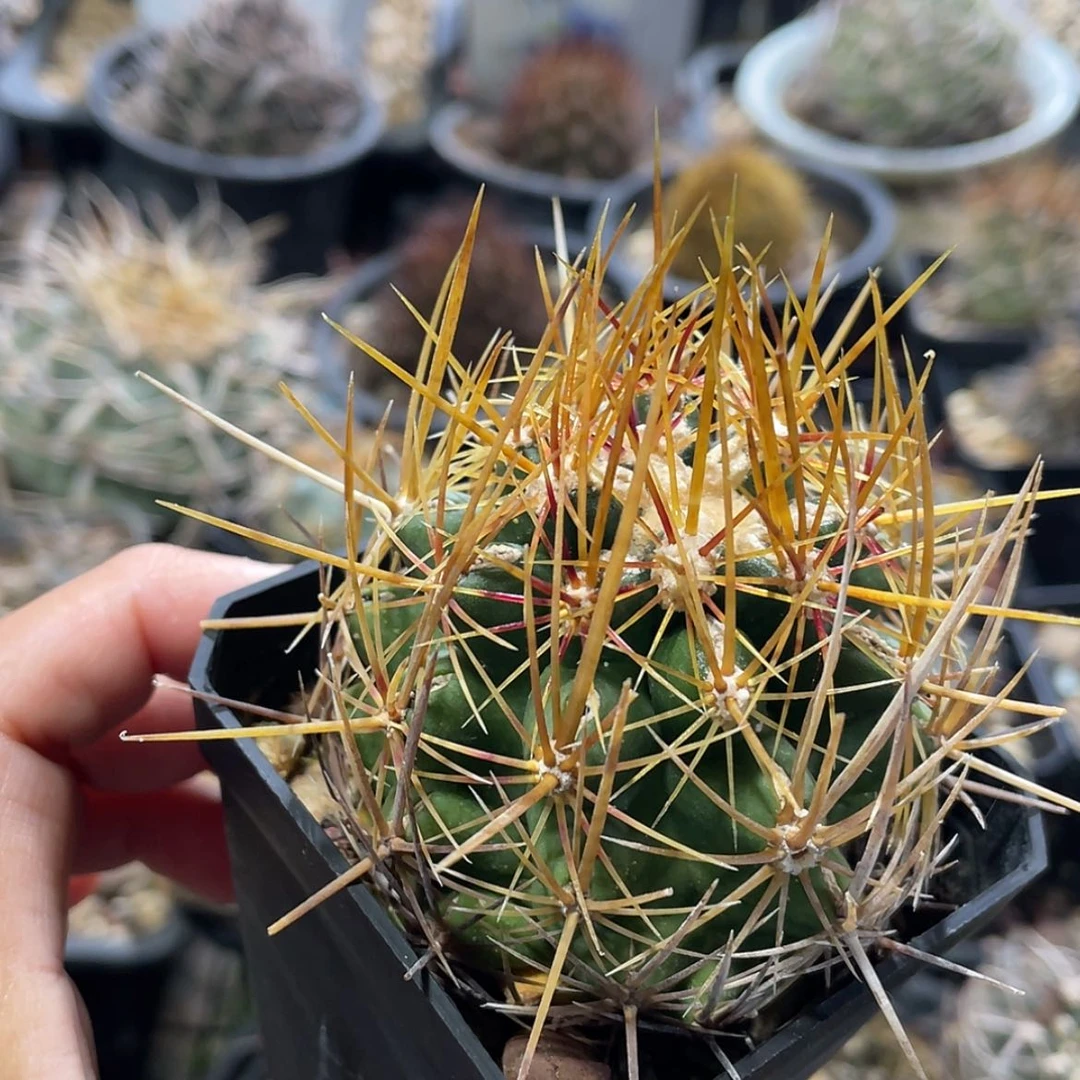 【闪购商品】瓦格纳白针大统领实生6666