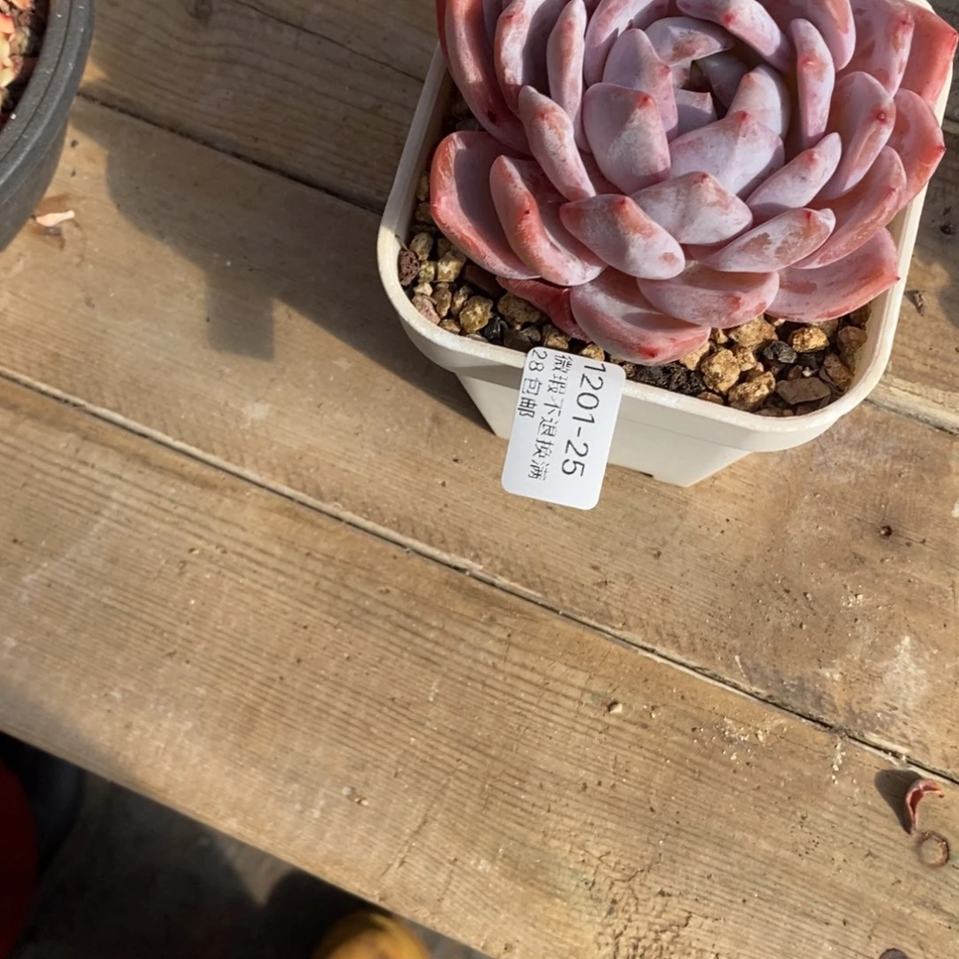 橘***.25号多肉植物小宝贝